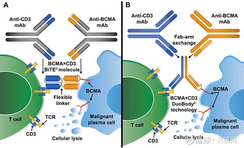 BCMA/CD3丨从FDA第五款双抗看全球进展 2022年10月25日，FDA加速批准 强生 BCMA/CD3双抗TECVAYLI ...