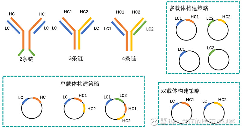 Bio-Share | 高表达，稳健，可放大的双特异性抗体细胞株构建平台 Robust. Stable. High productivity ...