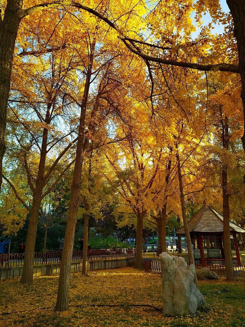 北京的秋。