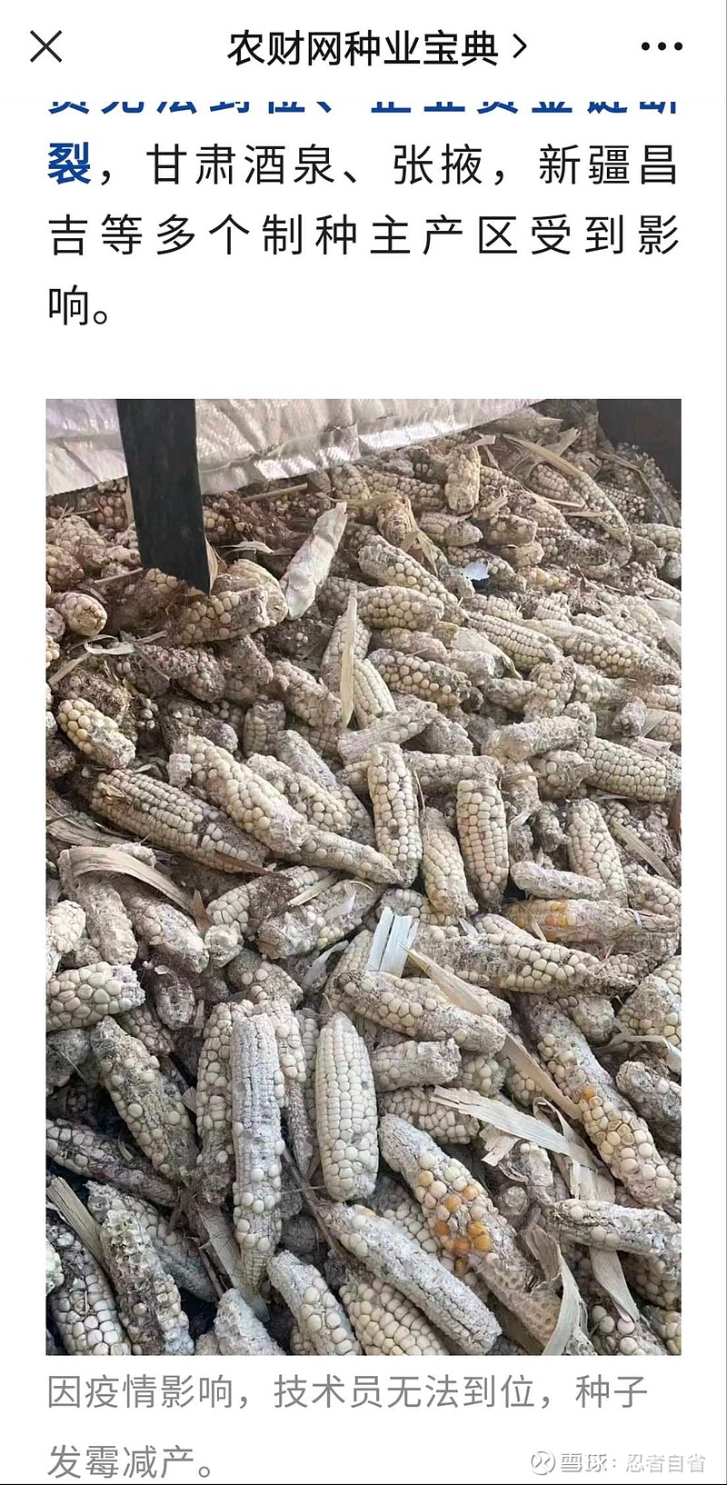 我国玉米制种产量甘肃（近60％