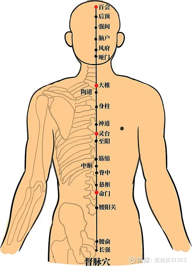 督脉对应的人体反射区图片
