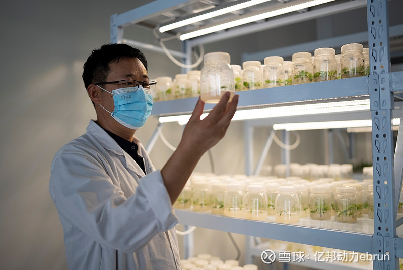 拼多多q3财报研发费用再创新高助力农业科技成果转化
