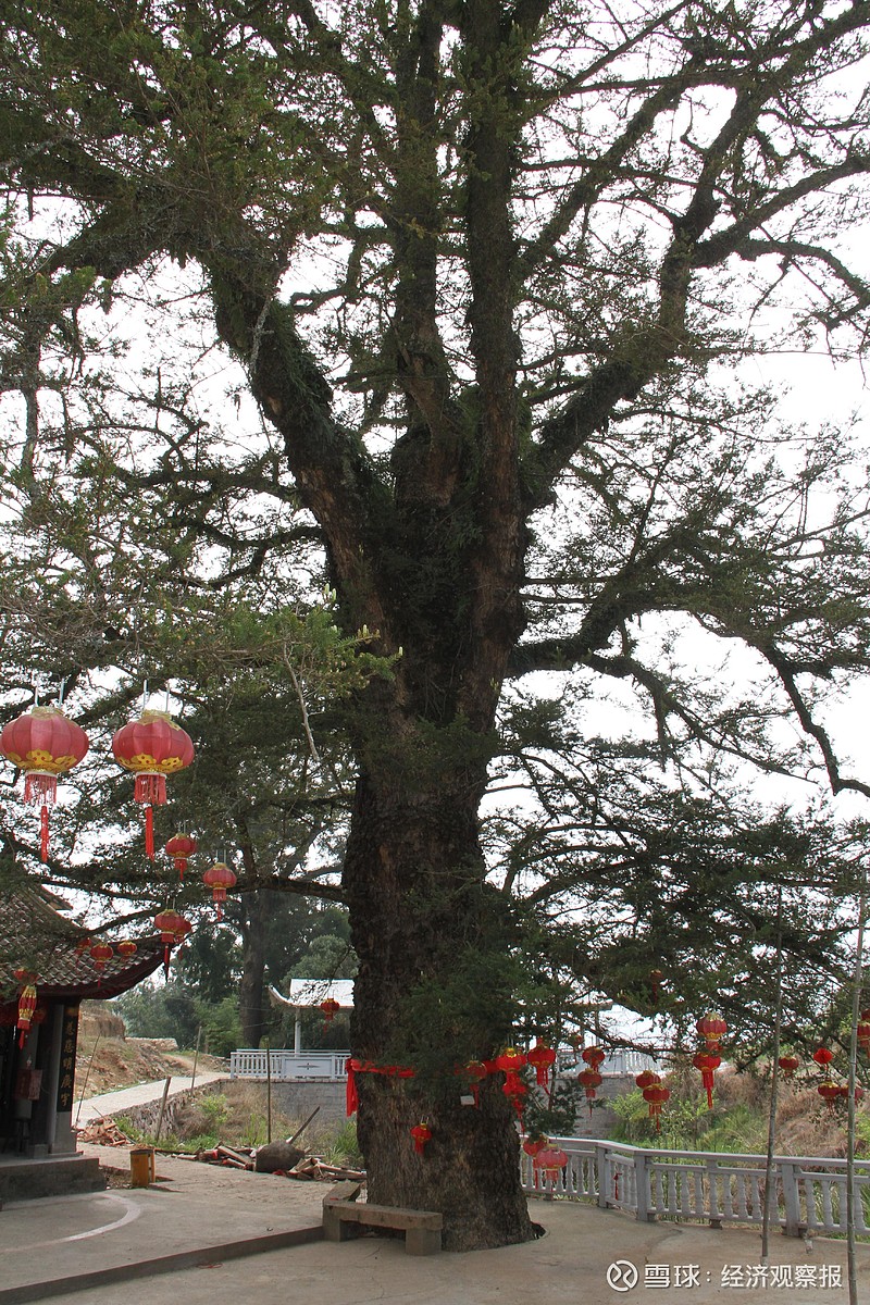 福建永泰的古油杉 福建永泰的古油杉黎云昆福建永泰县百祭沟芹草村有一棵古油杉(图1、2)。 图1 图2这棵古油杉已经有900年的树龄了,大约 ...