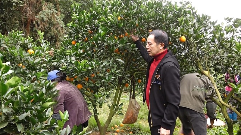 年复一年 爱心助农“橙”意十足 “一年好景君需记,最是橙黄橘绿时”对于通济街道三门村的果农朱招弟来说,这两天就是一年中最好的时候。自家山场上的 ...