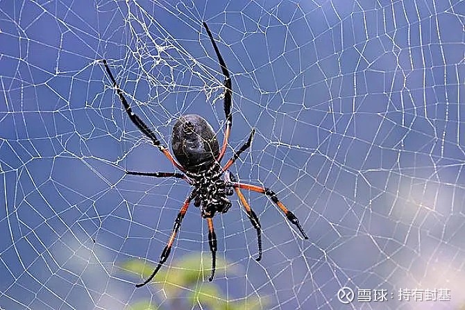 你知道世界上有多少种蜘蛛