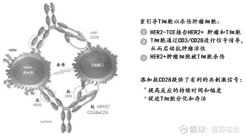 国内多抗研发格局 Armstrong 2023年1月19日，赛诺菲注射用SAR443216的临床试验申请获得NMPA受理，用于治疗复发 ...