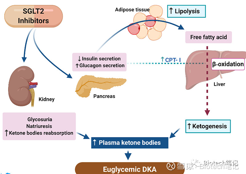 二甲双胍后糖尿病新神药-SGLT2抑制剂获批新适应症 阿斯利康 的糖尿病药物达格列净（Forxiga）在欧洲获得批准治疗心脏衰竭。在欧洲和美国 ...
