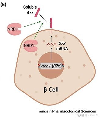 B7家族的泛癌种新星：B7-H4 近日， 和铂医药 以超6亿美元的价格与Cullinan Oncology达成HBM7008的授权及合作协议 ...