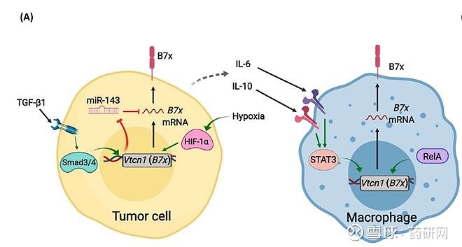 B7家族的泛癌种新星：B7-H4 近日， 和铂医药 以超6亿美元的价格与Cullinan Oncology达成HBM7008的授权及合作协议 ...