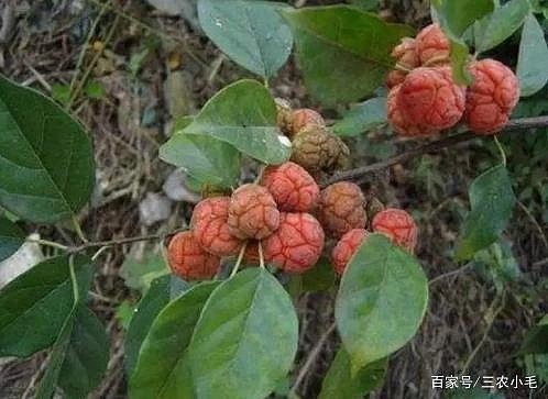 古代最厉害武器 马槊虽然威力很大,但自宋以后又慢慢衰落了。主要原因,一个就是成本太高,费时费料,制作一杆马槊的木材,可以制作十几架强弓了 ...