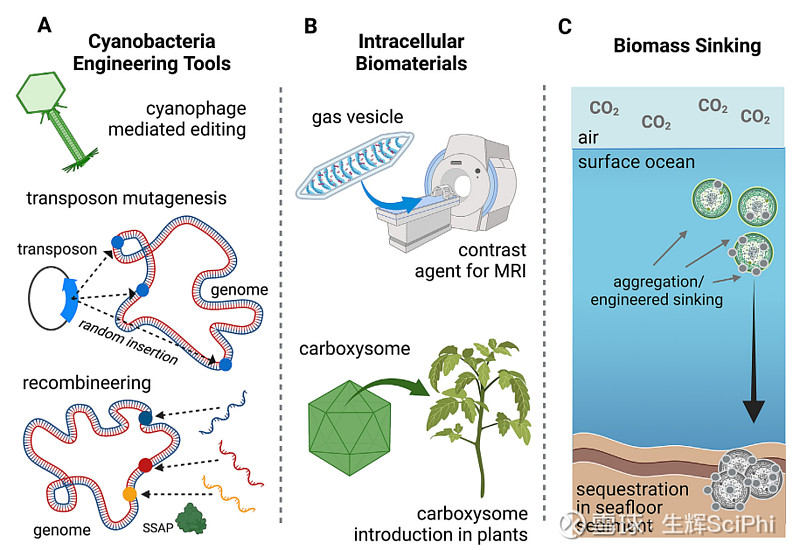 Materials Today Bio 结合合成生物学开发基于蓝藻的新生物材料的进展与展望 与真核微藻相比，蓝藻有其独特的优势，包括最快的