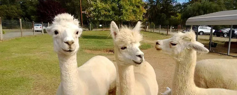 小红书正逐渐步入快手的后尘“ 社区氛围带来的原罪。 快手和小红书 ...