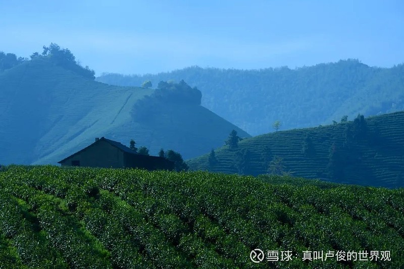 世界一流的乡村,正在我眼前发生 在安吉·白茶原,开门见茶山是常态,拥有70%以上的森林覆盖率,上百亩翠绿的茶田,用满眼都是绿意来形容一点都不为 ...