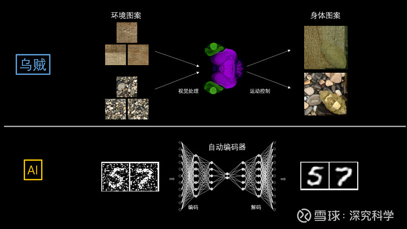 梁希同：为什么研究章鱼、乌贼 ——它们曾为神经科学立下汗马功劳 导读4月20日，北京大学生命科学学院、IDG麦戈文脑科学研究所梁希同研究员，在 ...