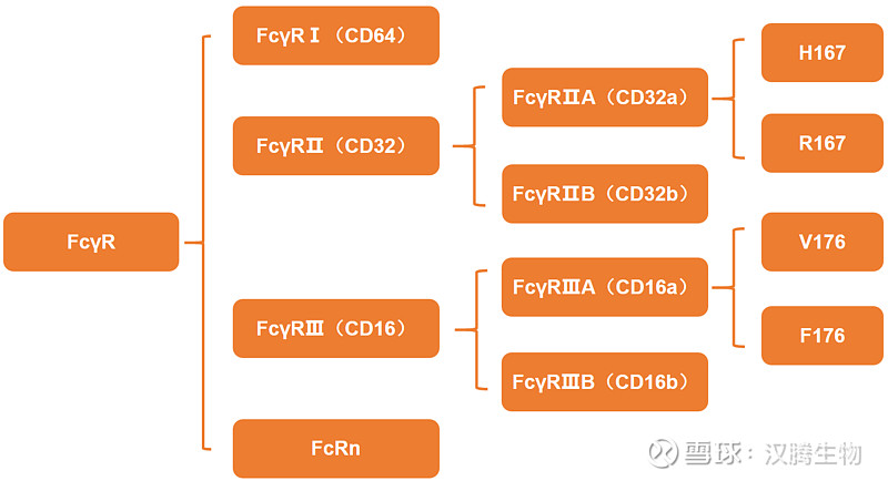 聚焦生化分析 | 抗体Fcγ受体亲和力分析 抗体也称为免疫球蛋白，其结构呈“Y”字型，“Y”的两个“臂”称为V区（可变区）——V区负责与抗原 ...