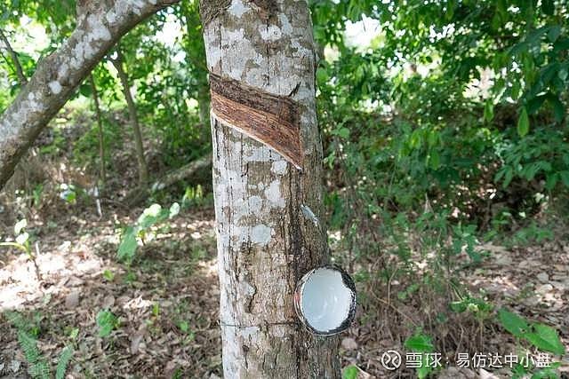海南橡胶产业实地调研:开割顺利,产量仍待提升 $海南橡胶(SH601118)$ $贵州轮胎(SZ000589)$ $中化国际(SH600500 ...
