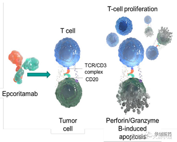 $康诺亚-B(02162)$ 创新药周报20230521：Epcoritamab获批，关注CD3×CD20双抗进展原创 ... - 雪球