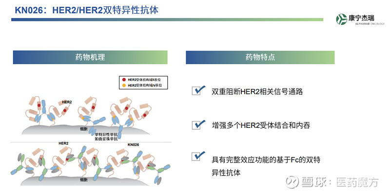 康宁杰瑞的Biotech风范 创新药的开发,尤其是首创新药的开发,由于最终能否成药的不确定性,往往明里暗里藏着诸多风险。正所谓“欲戴皇冠,必承 ...