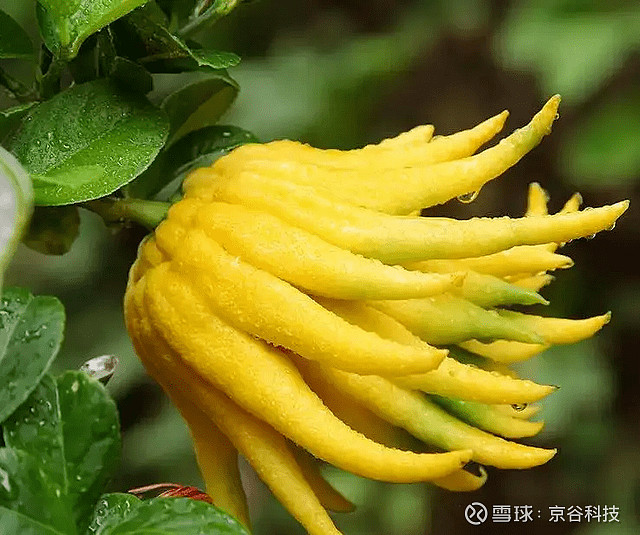 探索小众水果:意大利佛手柑或成为健康领域研究新重点! 近年来,佛手柑因其独特的风味和美妙的香气成为全球时尚人士的新宠。佛手柑不仅仅是一种水果 ...
