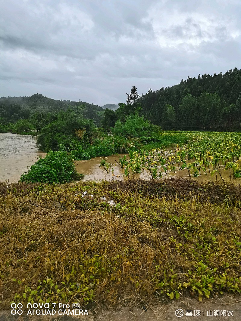 连续几天下大雨，河边农地被淹，