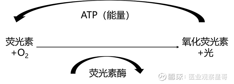 一文了解化学发光的机制和应用 有观点，有态度 这是医业观察的第1828-8期文章 来源：诊断科学化学发光免疫测定（CLIA）已被广泛应用于不同 ...