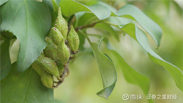 连翘价格2023年最新价格走势