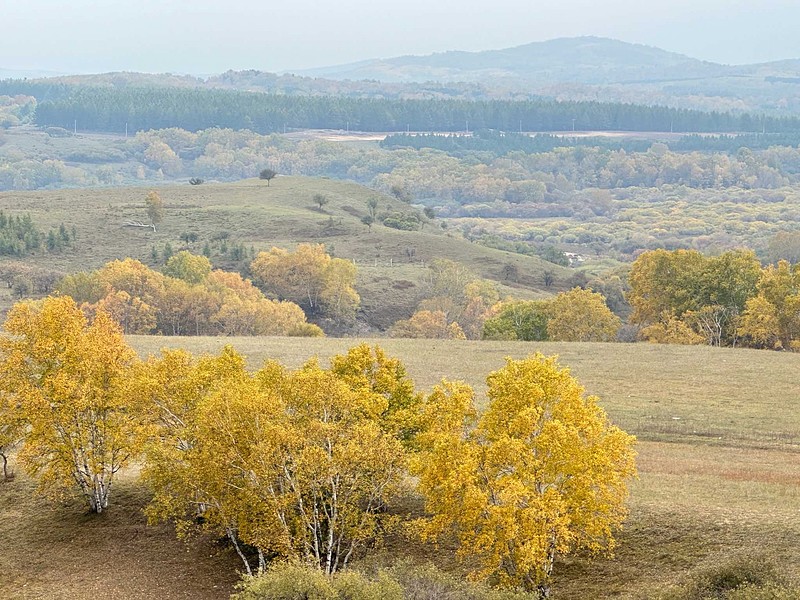 今年温度高，乌兰布统的秋色比往