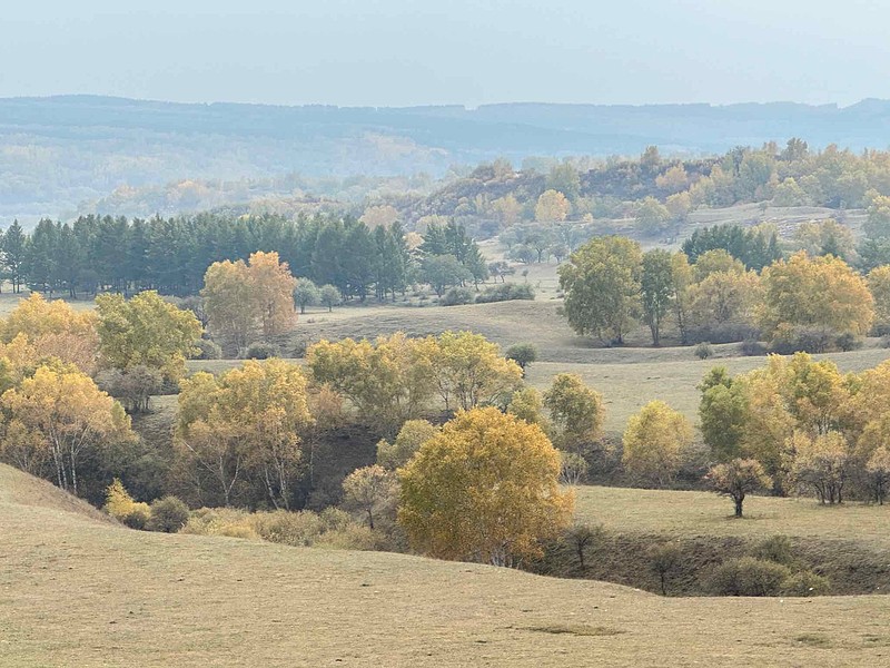 今年温度高，乌兰布统的秋色比往