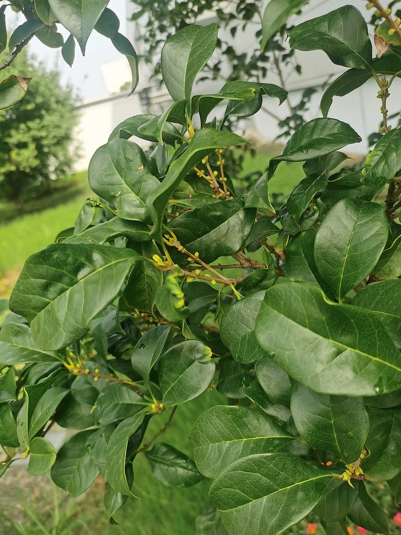 桂花花骨朵儿图片