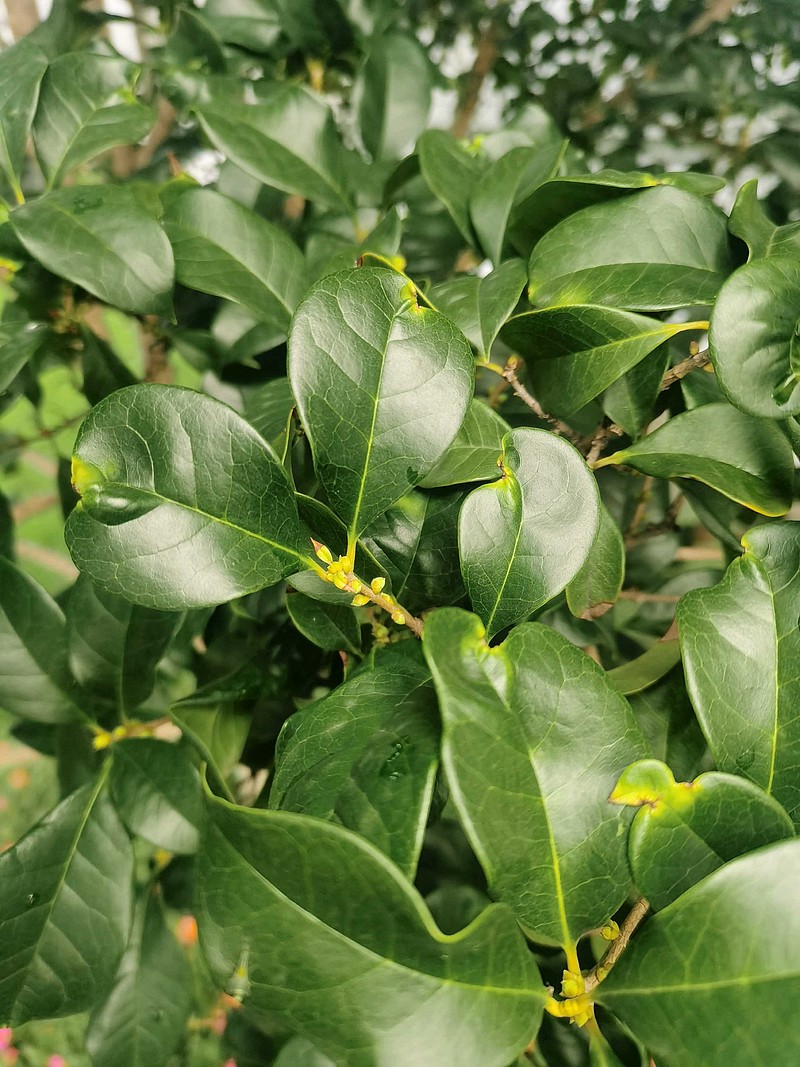 桂花花骨朵儿图片