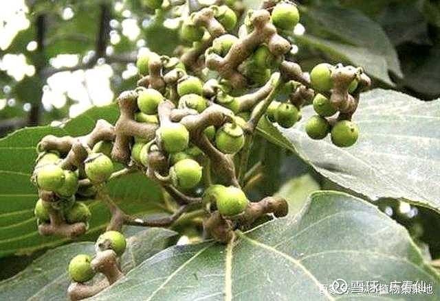 拐枣(枳椇子),别名:万寿果等,客家话叫桔杻,拉丁文名Hovenia dulcis.鼠李科 、枳椇属落叶乔木,高达10米... - 雪球