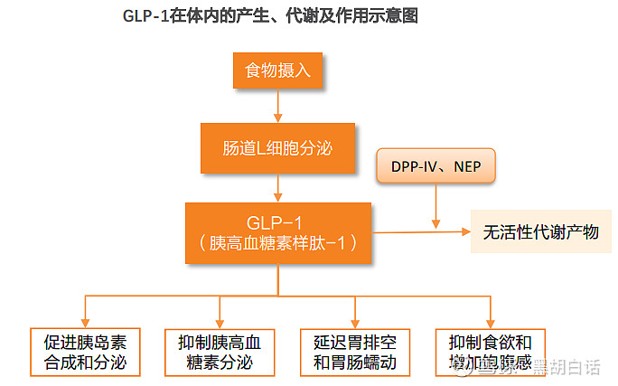 万亿减肥药glp1的a股之旅