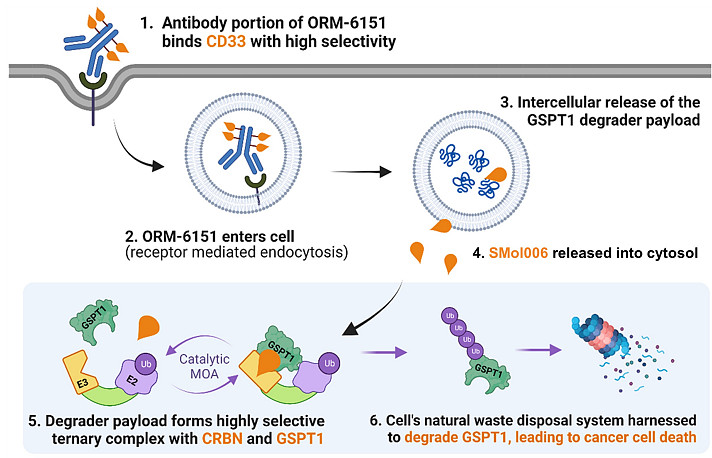 1亿美元预付款，BMS斩获一款抗体激活型靶向蛋白质降解剂 11月6日，Orum Therapeutics 宣布，已与 百时美施贵宝 （BMS ...