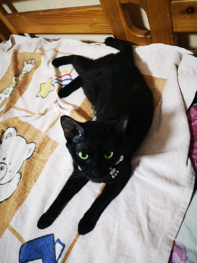 这小黑猫和我家的太像了