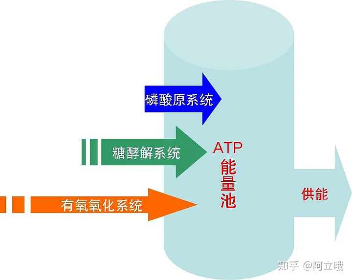 转:浅述人体三大供能系统:磷酸原,糖酵解,有氧氧化 摘自 知乎 。人体运动最直接的供能物质是ATP(中文叫三磷酸腺苷,知道它是一种高能化合物就 ...