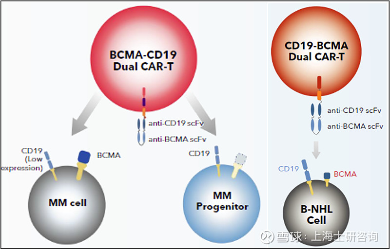 CAR T AZ BCMA CD19 CAR T 2023 12 21 car-t-az-bcma-cd19-car-t-2023-12-21