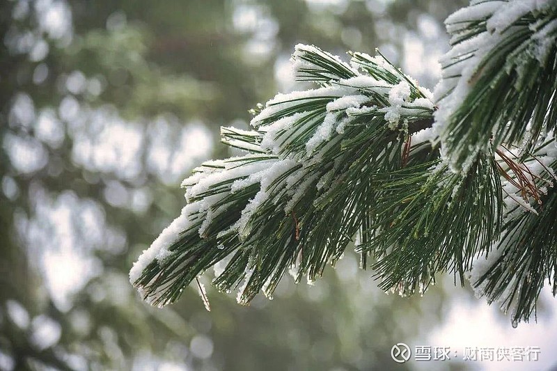 “岁寒知松柏”，投资寒冬里挖掘到一位耐力型老将 植物里面，松柏的适应性可以说是惊人的。它们既能生长在高寒地区的高山，也可以适应炎热干旱的沙漠 ...