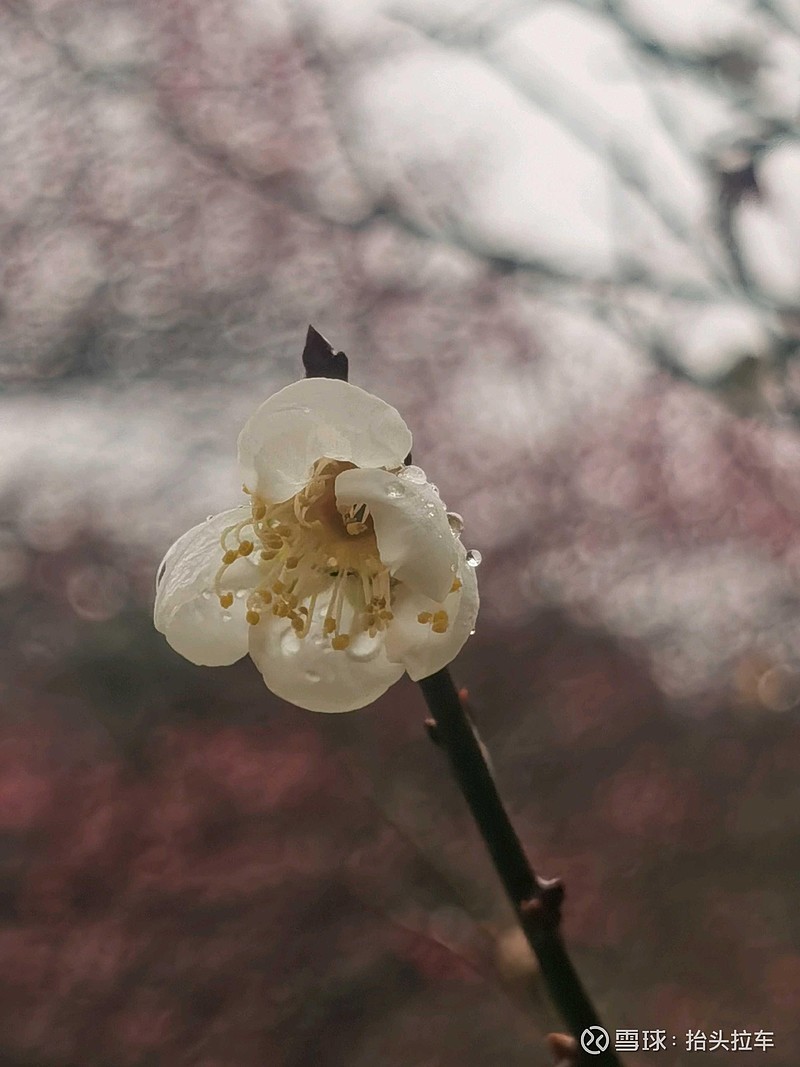 踏雨寻梅—杭州植物园探梅，从玉