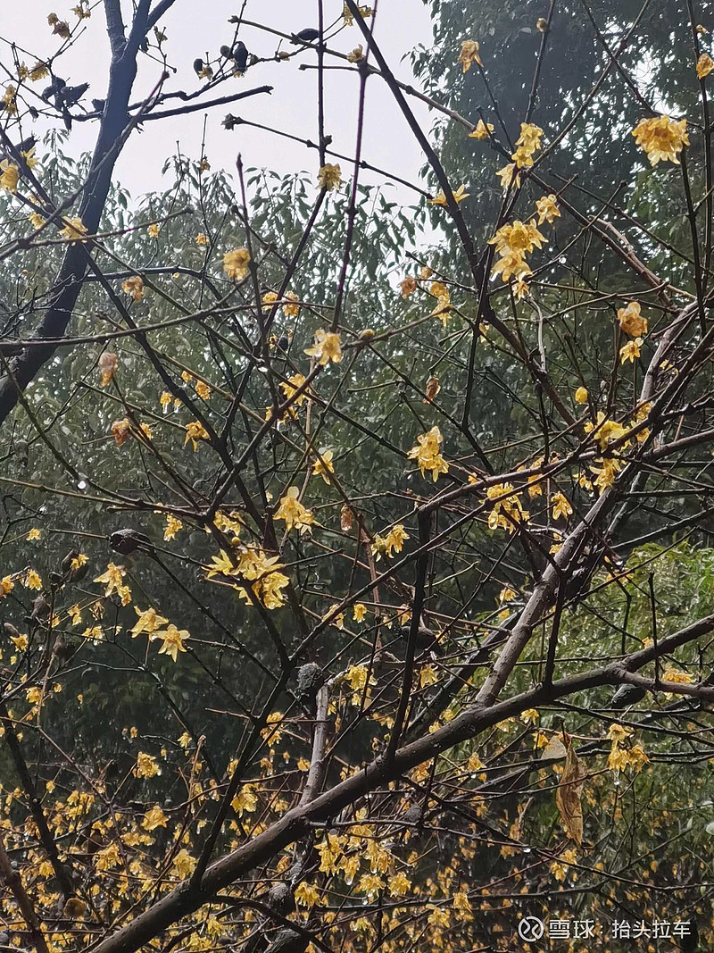 踏雨寻梅—杭州植物园探梅，从玉