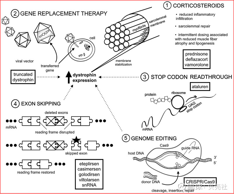 罕见病杜氏肌营养不良4款小核酸aso抢滩登陆多款迭代产品正在路上