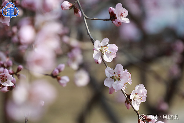 2022天津运河桃花节图片