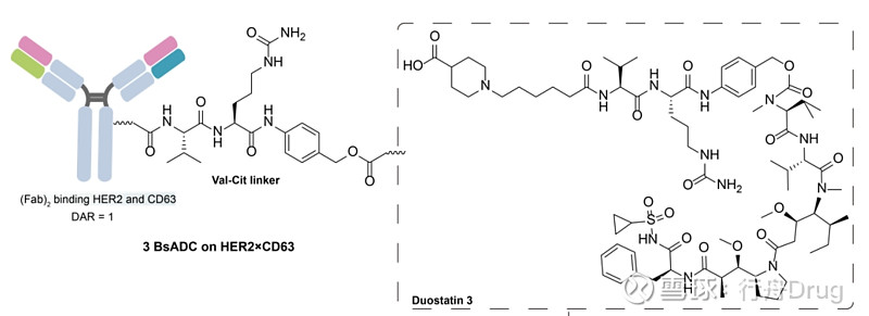 双抗ADC：1+1>2 点击上方的 行舟Drug 添加关注 前言 抗体偶联药物（ADC）包括抗体、连接子和细胞毒性有效载荷。与传统化疗相比 ...