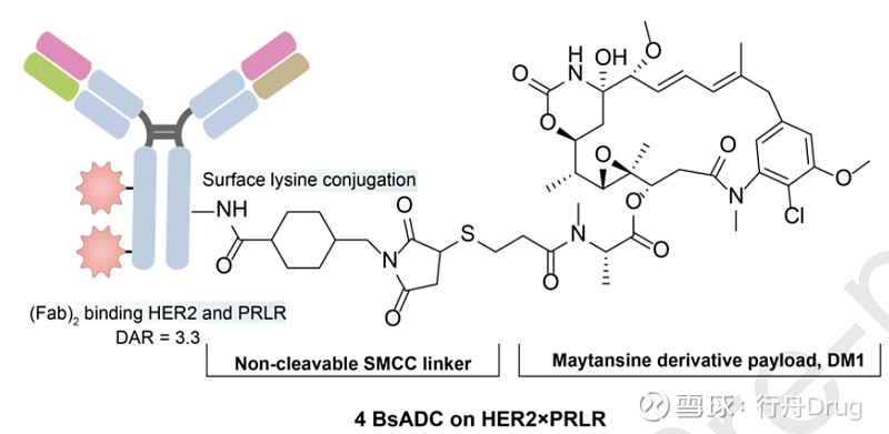 双抗adc：1+1>2 点击上方的 行舟drug 添加关注 前言 抗体偶联药物（adc）包括抗体、连接子和细胞毒性有效载荷。与传统化疗相比 