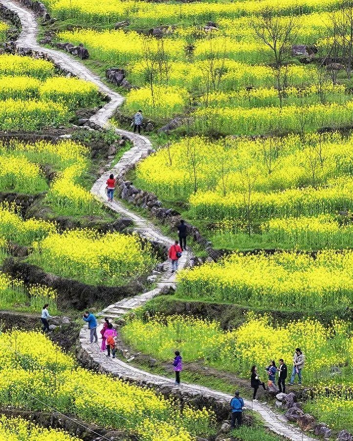 春游江淮请您来|安徽绩溪:家朋油菜花梯田花海已经迎来观赏期!