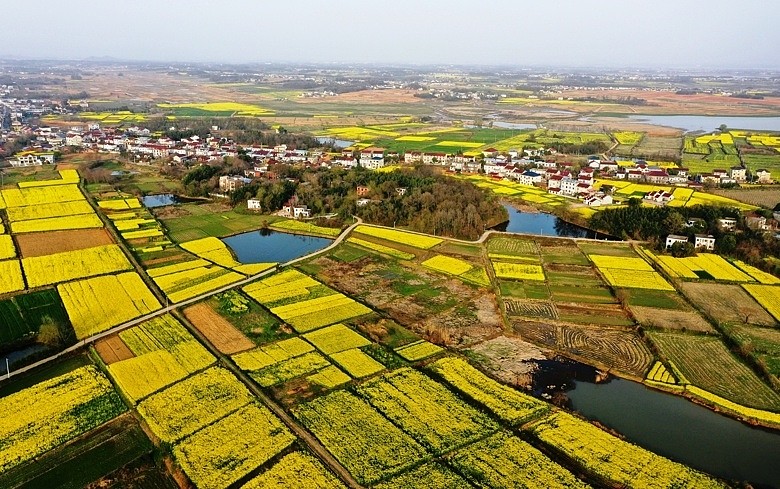随着气温逐渐升高,安徽省安庆市太湖县各乡村的油菜花已进入盛花期,金