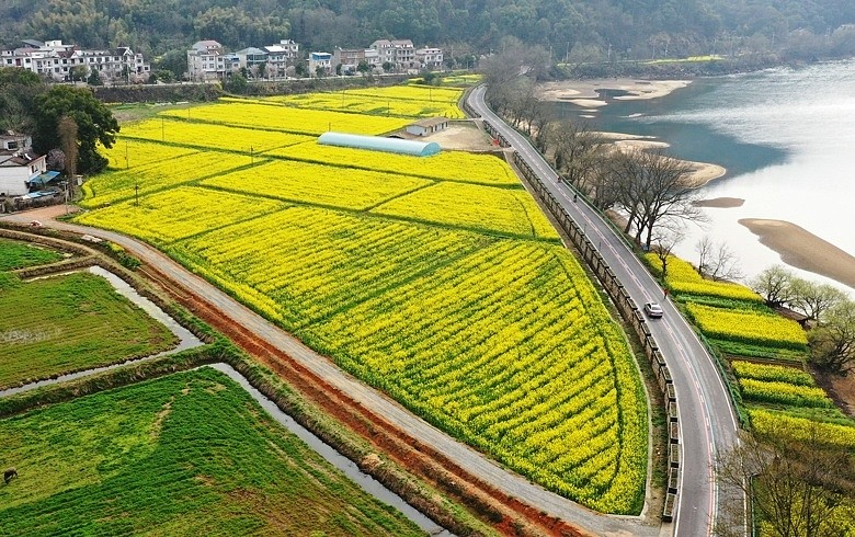 随着气温逐渐升高,安徽省安庆市太湖县各乡村的油菜花已进入盛花期,金
