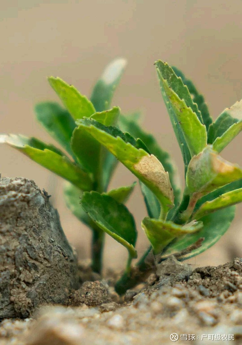 今日模拟雪球高股息之家投资方法