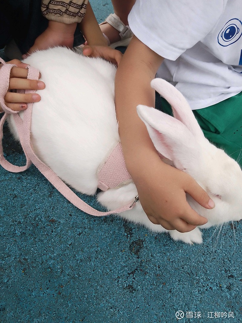 兔子宠物<img src="/