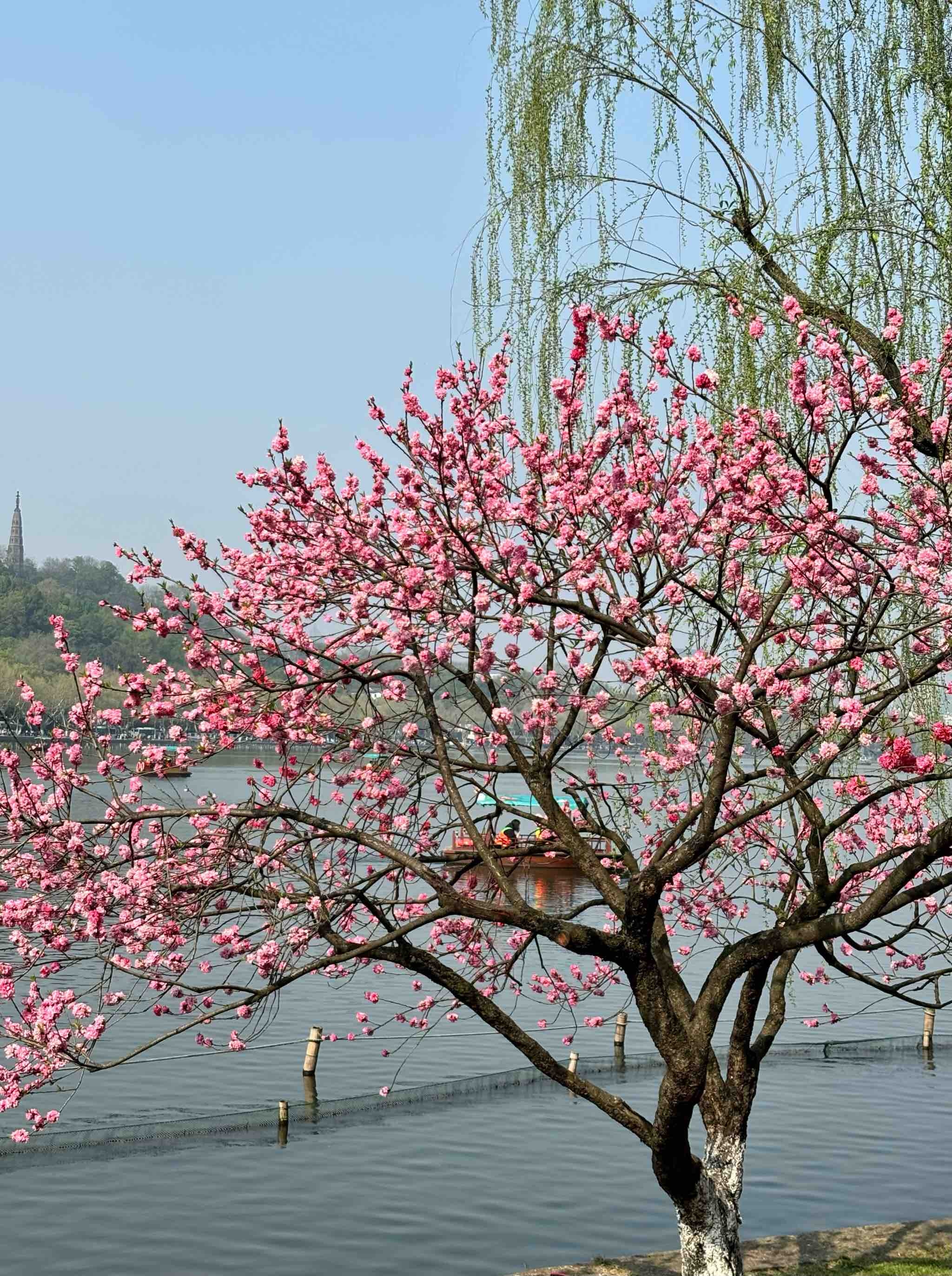 桃花翠柳图片图片