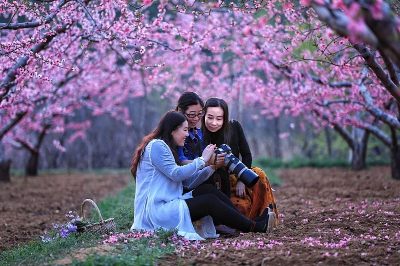 春天的邀约|第二十六届北京平谷国际桃花节4月8日开幕